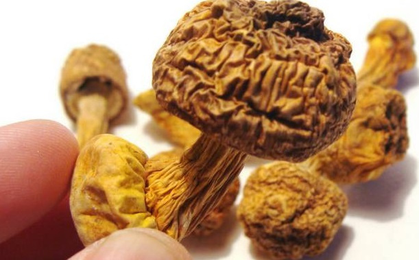 巴西菇、姬松茸烘干機-怎樣烘干色澤好且菇體褶片完整？