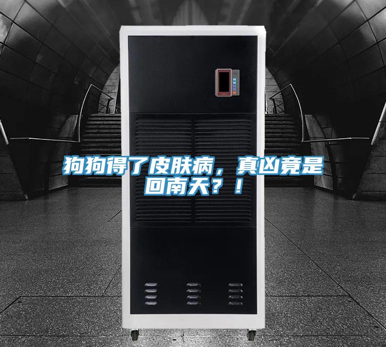 狗狗得了皮膚病，真兇竟是回南天？！