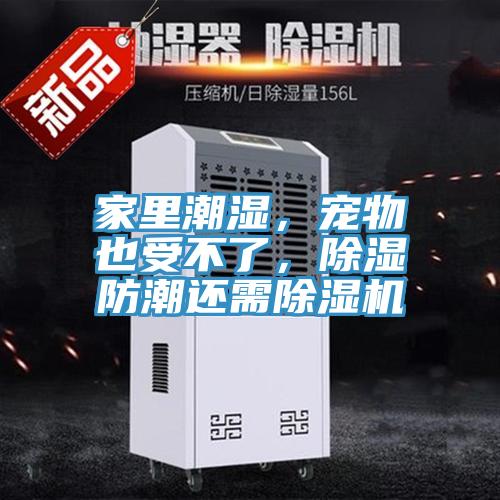 家里潮濕,寵物也受不了,除濕防潮還需除濕機